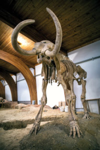 This image has an empty alt attribute; its file name is Mammoth-skeleton-standing-200x300.jpg