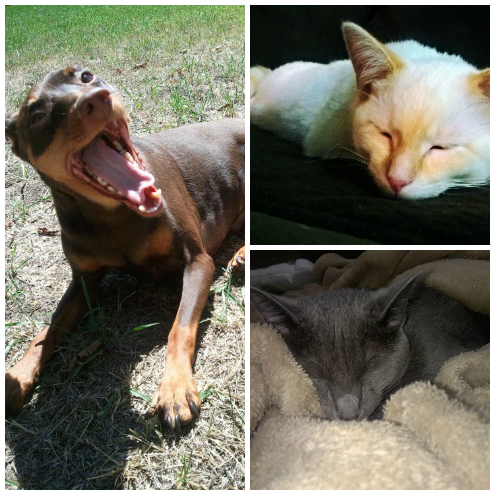 All three of my pets are wild, crazy, and act like a pack.