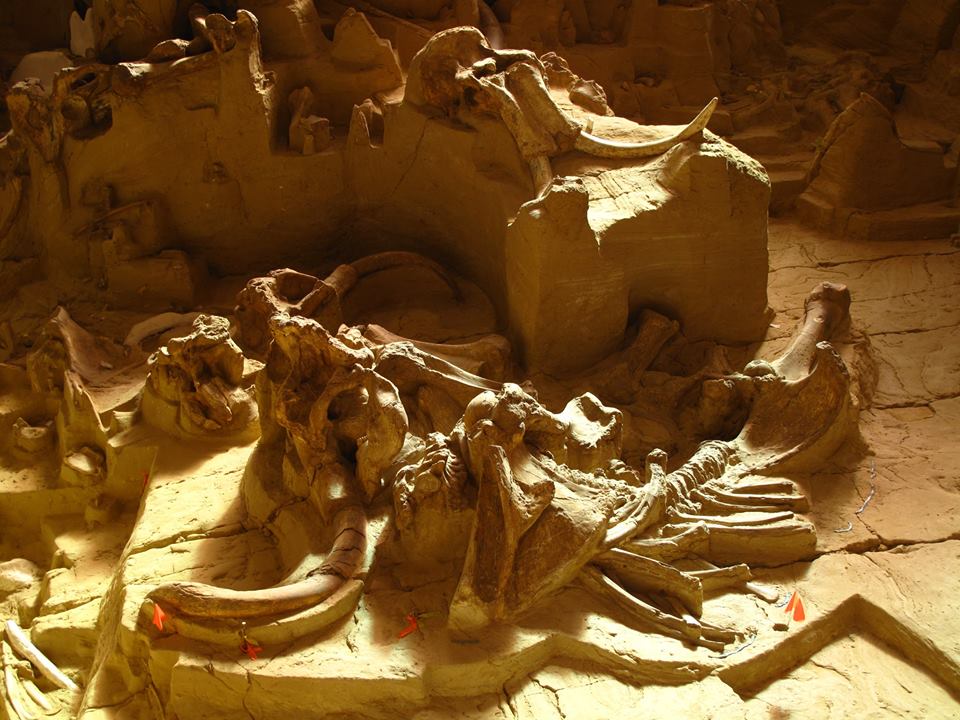 Mammoth Site Bones