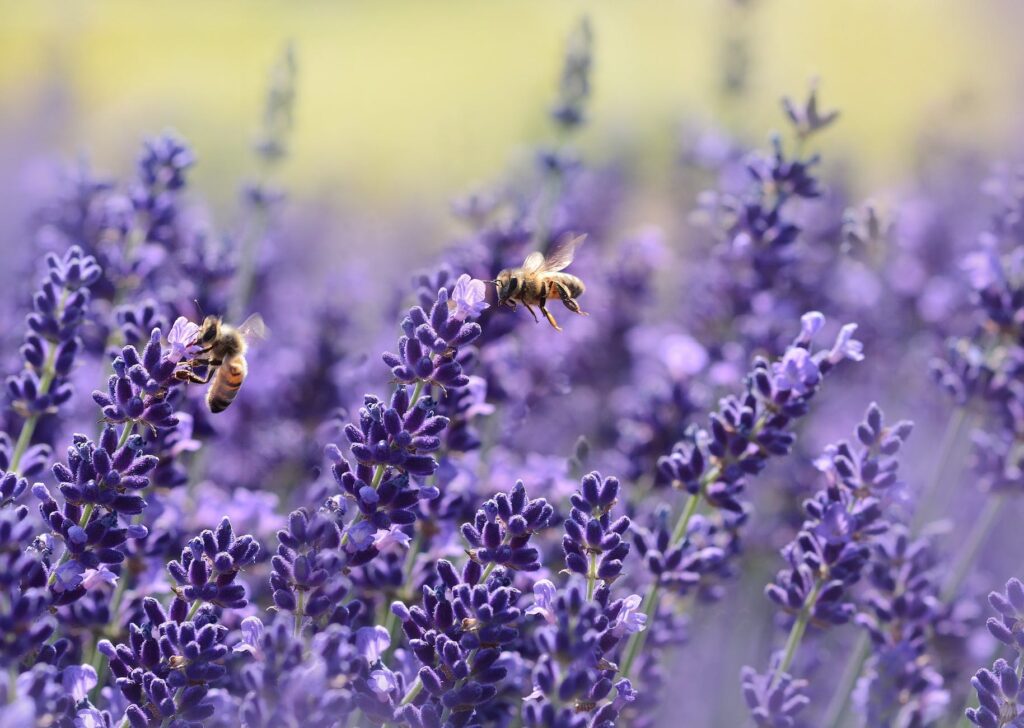 bees on purple flower